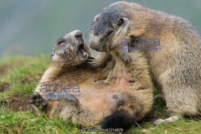 : Marmots (Marmota marmota) mating in the Alps, Hohe : Marmots (Marmota marmota) mating in the Alps, Hohe