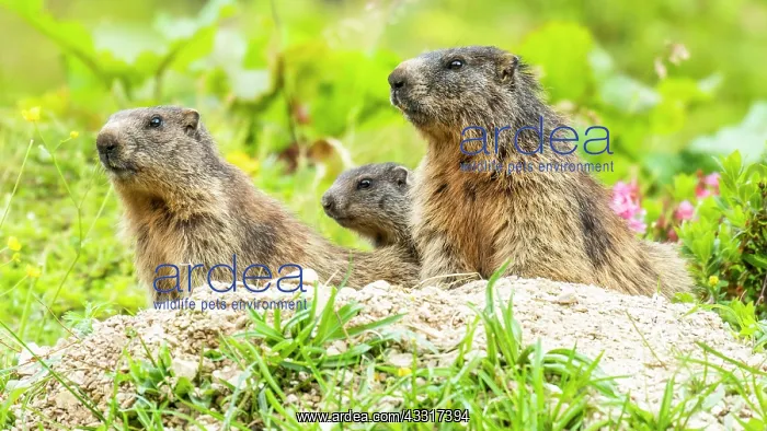 : Marmots (Marmota) sit at their den, Berchtesgaden : Marmots (Marmota) sit at their den, Berchtesgaden