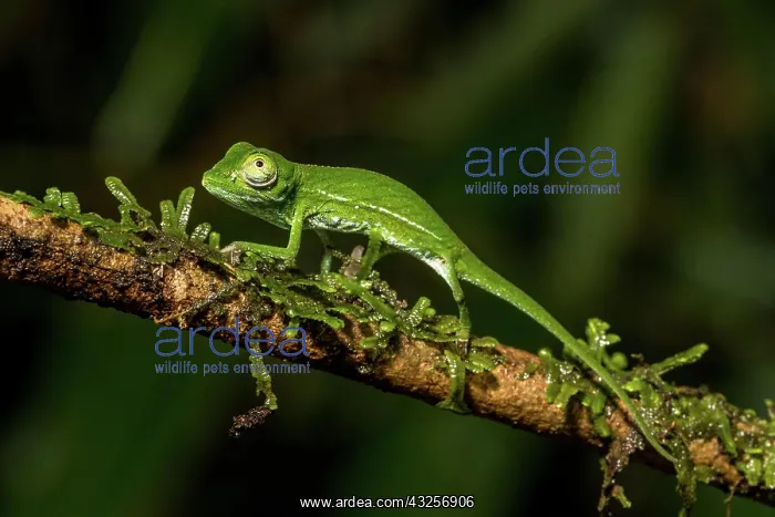 : Marojejy chameleon (Calumma marojezense), Marojejy : Marojejy chameleon (Calumma marojezense), Marojejy