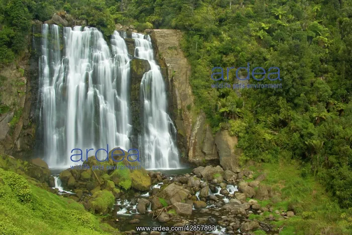 : Marokopa Falls - Marokopa river drops over the : Marokopa Falls - Marokopa river drops over the