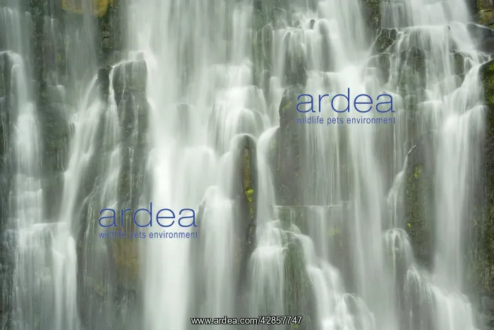 : Marokopa Falls - waters of Marokopa river plunging : Marokopa Falls - waters of Marokopa river plunging