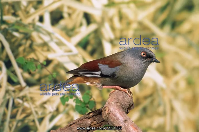: Maroon-backed Accentor : Maroon-backed Accentor