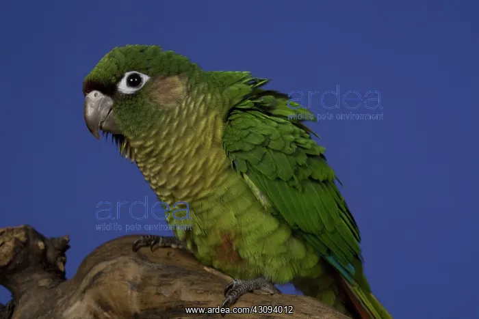 : Maroon-Bellied Conure : Maroon-Bellied Conure