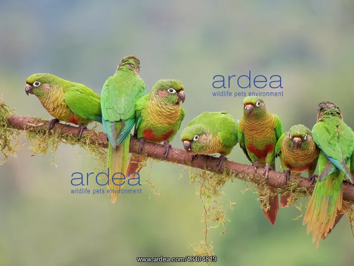 : Maroon Bellied Parakeet flock Pyrrhura frontalis : Maroon Bellied Parakeet flock Pyrrhura frontalis
