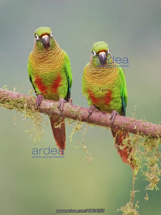 : Maroon Bellied Parakeet pair Pyrrhura frontalis : Maroon Bellied Parakeet pair Pyrrhura frontalis