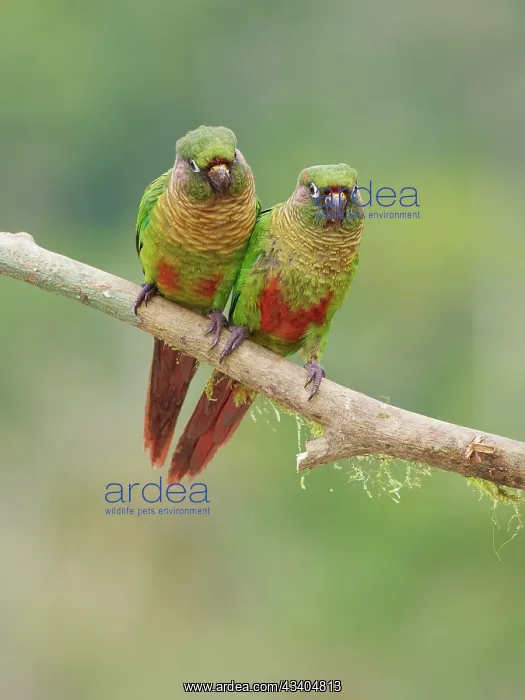 : Maroon Bellied Parakeet pair Pyrrhura frontalis : Maroon Bellied Parakeet pair Pyrrhura frontalis