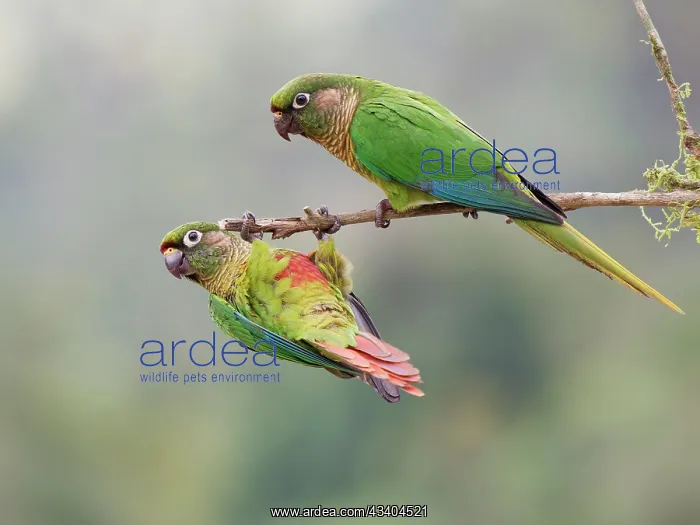 : Maroon Bellied Parakeet Pyrrhura frontalis Atlantic : Maroon Bellied Parakeet Pyrrhura frontalis Atlantic