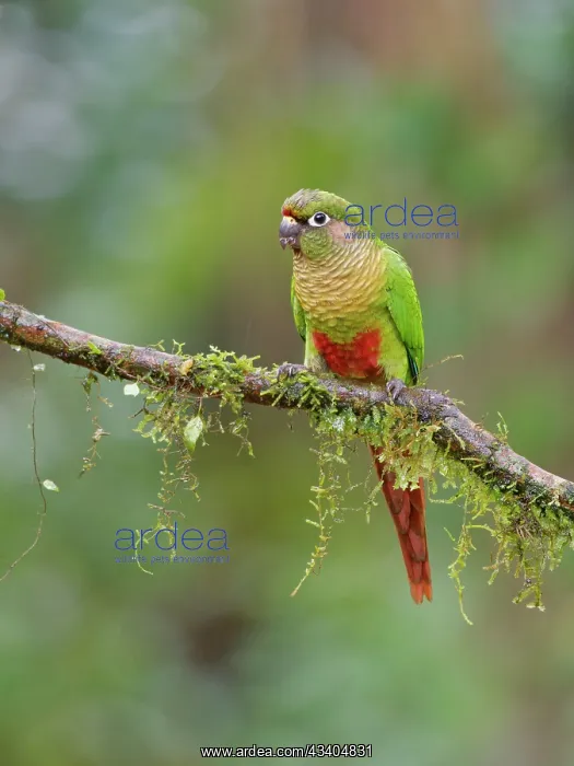 : Maroon Bellied Parakeet Pyrrhura frontalis Atlantic : Maroon Bellied Parakeet Pyrrhura frontalis Atlantic