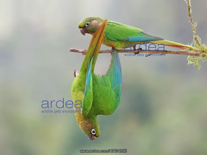 : Maroon Bellied Parakeet Pyrrhura frontalis Atlantic : Maroon Bellied Parakeet Pyrrhura frontalis Atlantic