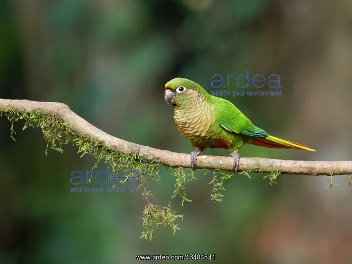 : Maroon Bellied Parakeet Pyrrhura frontalis Atlantic : Maroon Bellied Parakeet Pyrrhura frontalis Atlantic