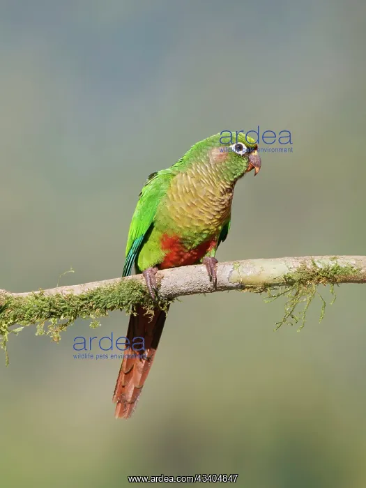 : Maroon Bellied Parakeet Pyrrhura frontalis Atlantic : Maroon Bellied Parakeet Pyrrhura frontalis Atlantic