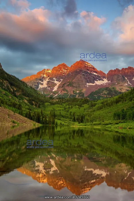 : Maroon Bells reflect into calm Maroon Lake : Maroon Bells reflect into calm Maroon Lake