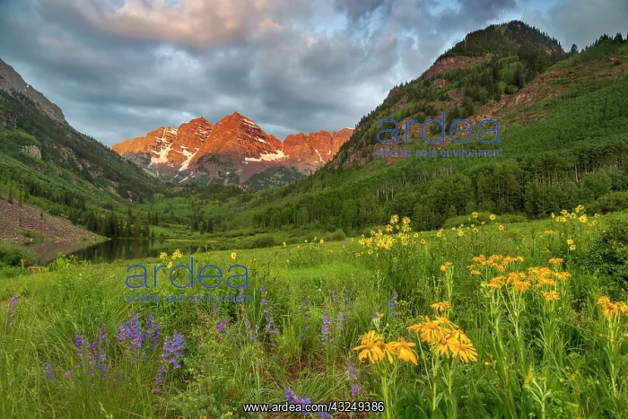 : Maroon Bells reflect into calm Maroon Lake : Maroon Bells reflect into calm Maroon Lake