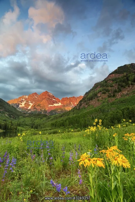: Maroon Bells reflect into calm Maroon Lake : Maroon Bells reflect into calm Maroon Lake