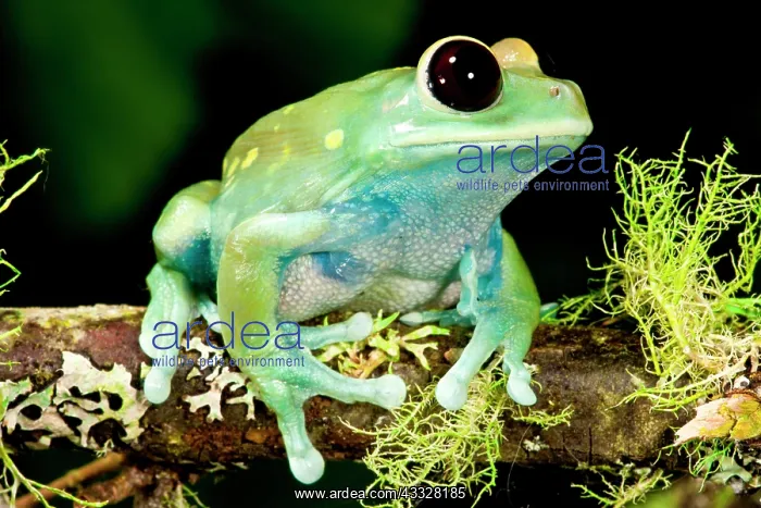 : Maroon Big Eye Treefrog, Leptopelis uluguliensis : Maroon Big Eye Treefrog, Leptopelis uluguliensis