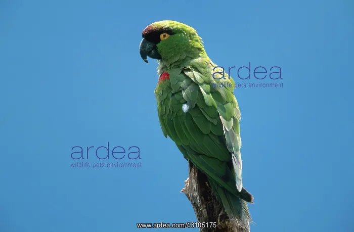 : Maroon-fronted Parrot : Maroon-fronted Parrot