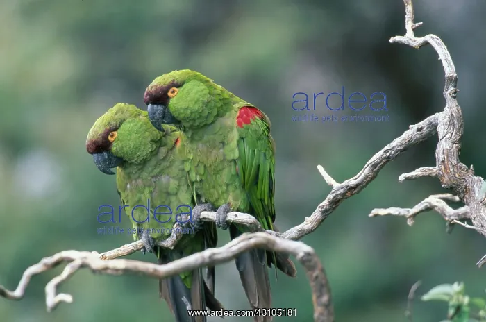: Maroon-fronted Parrot : Maroon-fronted Parrot