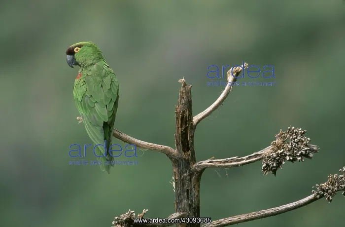 : Maroon-fronted Parrot, Mexico : Maroon-fronted Parrot, Mexico