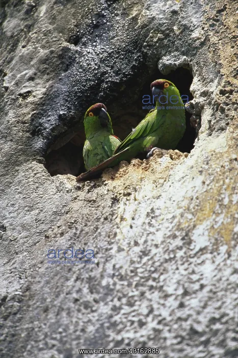 : Maroon-Fronted Parrots : Maroon-Fronted Parrots