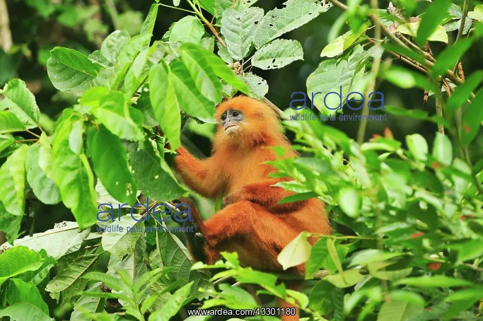 : Maroon Langur / Maroon Leaf Monkey / Red Leaf Monkey : Maroon Langur / Maroon Leaf Monkey / Red Leaf Monkey