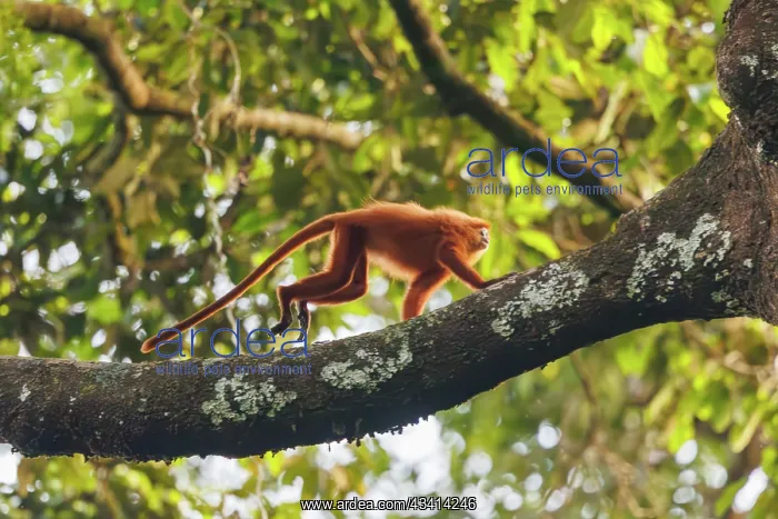 : maroon langur, maroon leaf monkey, or red leaf monkey : maroon langur, maroon leaf monkey, or red leaf monkey