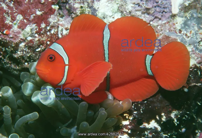 : Maroon / Spine-cheeked Clownfish / Anemone Fish : Maroon / Spine-cheeked Clownfish / Anemone Fish