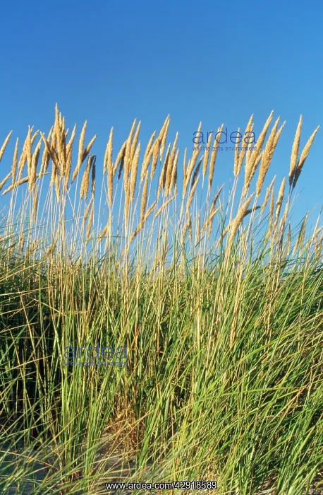 : MARRAM GRASS : MARRAM GRASS