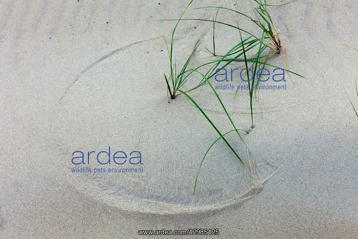 : Marram Grass : Marram Grass