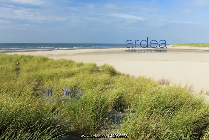 : Marram Grass : Marram Grass