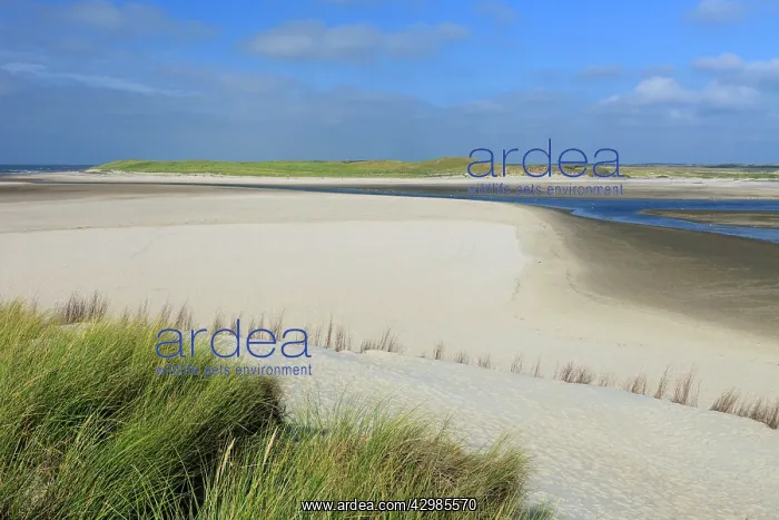 : Marram Grass : Marram Grass
