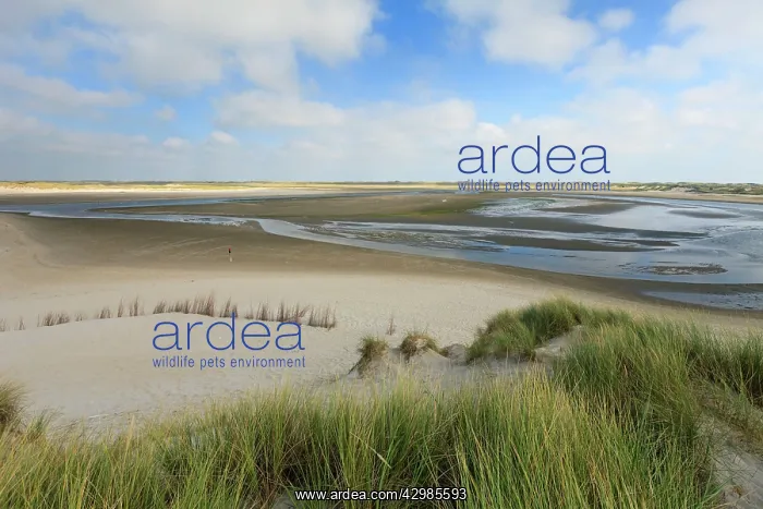 : Marram Grass : Marram Grass
