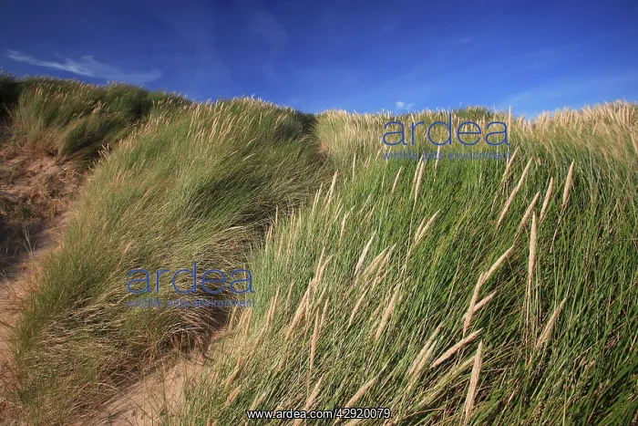 : Marram Grass - on coastal sand dunes : Marram Grass - on coastal sand dunes