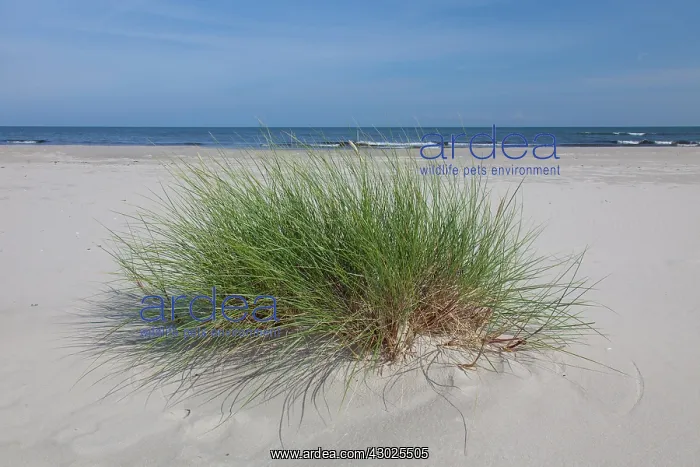 : Marram Grass Marram Grass on sand dunes at summer Swede : Marram Grass Marram Grass on sand dunes at summer Swede