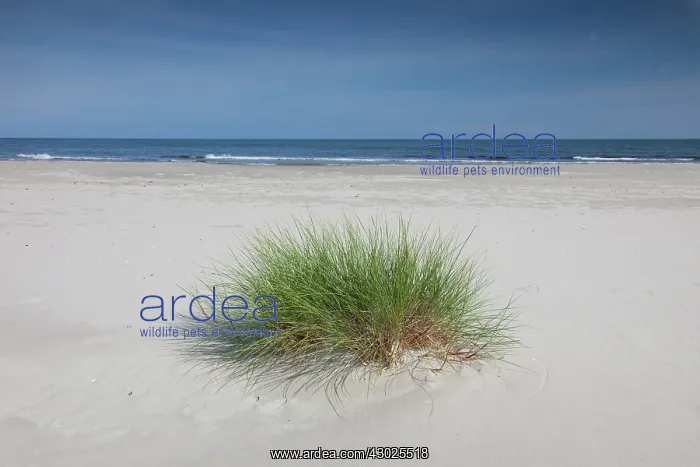: Marram Grass Marram Grass on sand dunes at summer Swede : Marram Grass Marram Grass on sand dunes at summer Swede