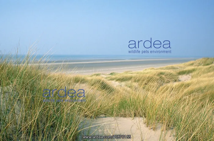 : Marram Grass - & sand dunes : Marram Grass - & sand dunes
