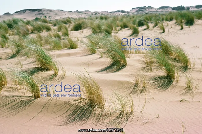 : Marram Grass - & sand dunes : Marram Grass - & sand dunes