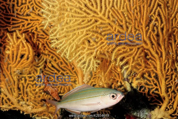 : MarrIs fusilier feeds on plankton and is usually : MarrIs fusilier feeds on plankton and is usually