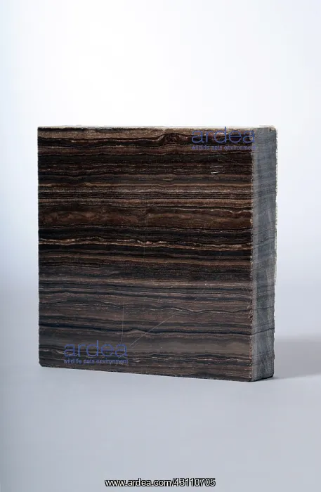 : Marron Grecale Marble : Marron Grecale Marble