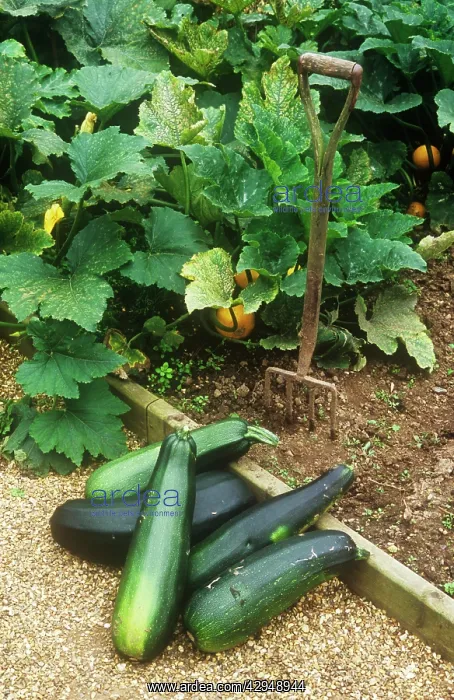 : Marrow, Cucurbita pepo : Marrow, Cucurbita pepo