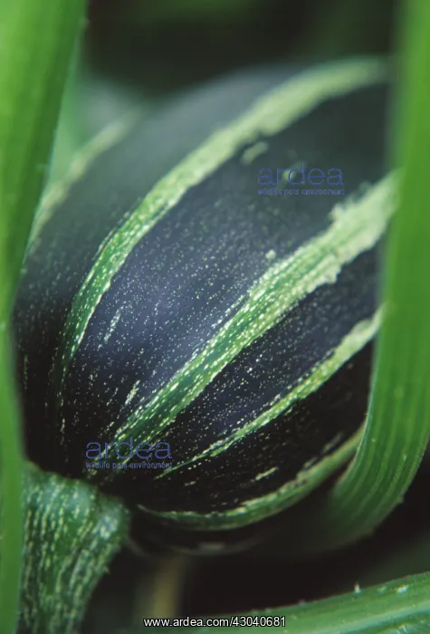 : Marrow, Cucurbita pepo : Marrow, Cucurbita pepo