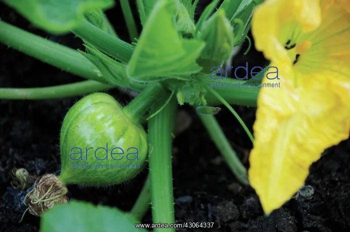 : Marrow, Cucurbita pepo : Marrow, Cucurbita pepo