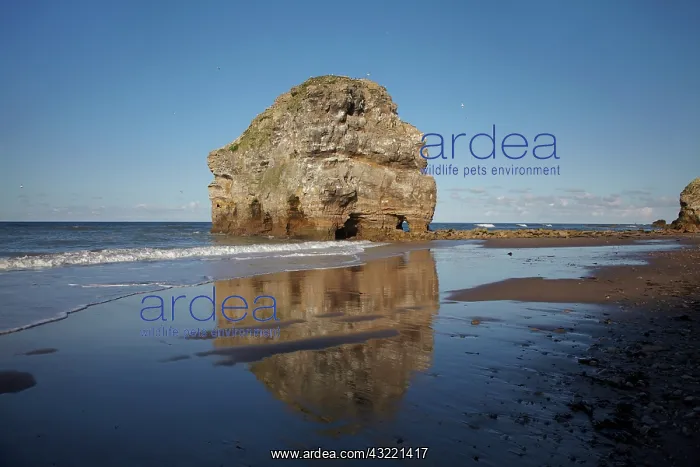 : Marsden Rock, Marsden, South Shields, South : Marsden Rock, Marsden, South Shields, South
