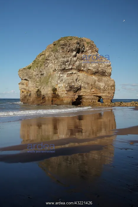 : Marsden Rock, Marsden, South Shields, South : Marsden Rock, Marsden, South Shields, South