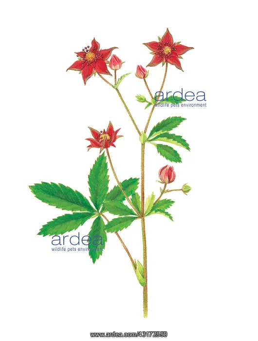 : Marsh cinquefoil : Marsh cinquefoil