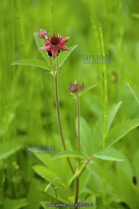 : Marsh cinquefoil growing on bog surface; in flower : Marsh cinquefoil growing on bog surface; in flower