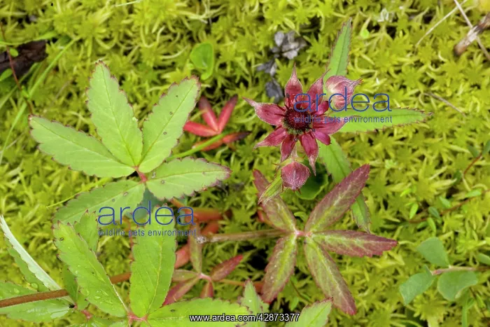 : Marsh cinquefoil growing on bog surface; in flower : Marsh cinquefoil growing on bog surface; in flower