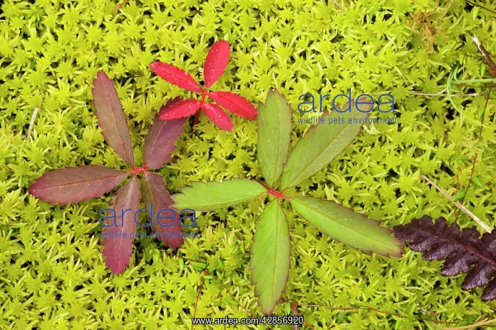 : Marsh cinquefoil, growing on bog surface; leaves only : Marsh cinquefoil, growing on bog surface; leaves only