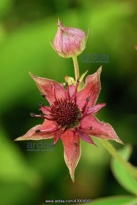 : Marsh Cinquefoil Sumpf-Blutauge : Marsh Cinquefoil Sumpf-Blutauge