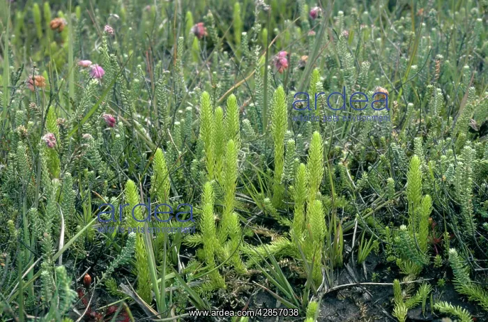 : Marsh Clubmoss : Marsh Clubmoss