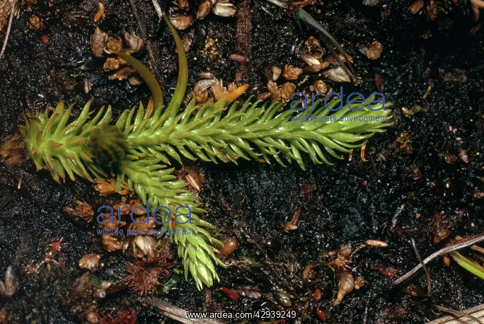 : MARSH CLUBMOSS : MARSH CLUBMOSS